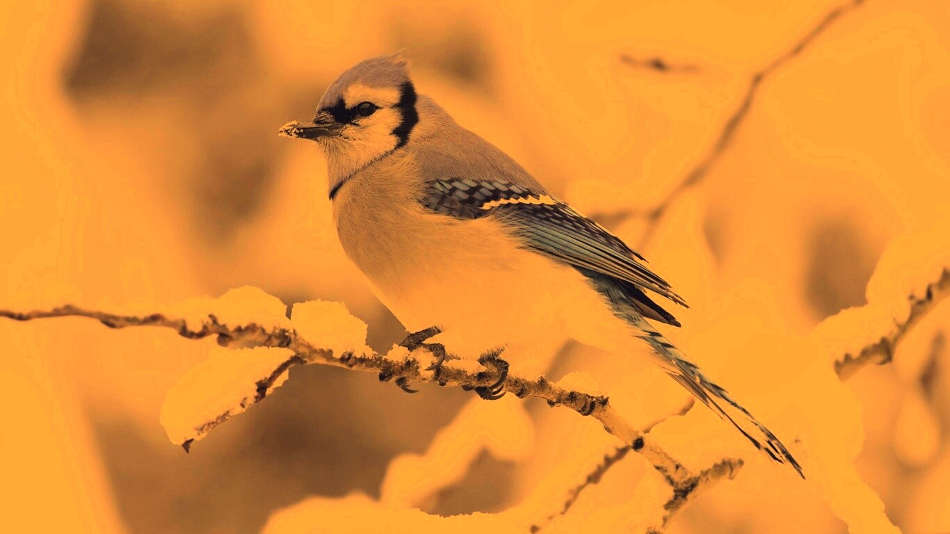Маленькая синяя птичка обои