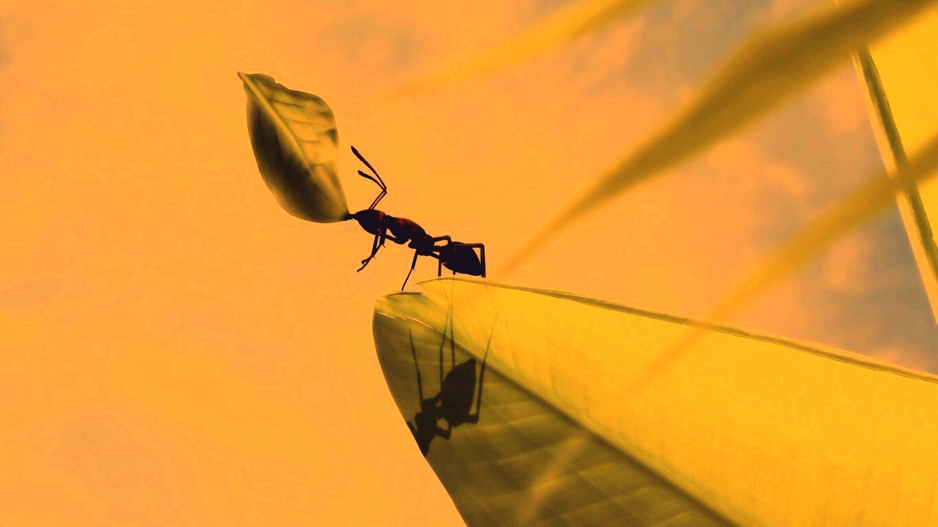 Муравей тащит лист обои