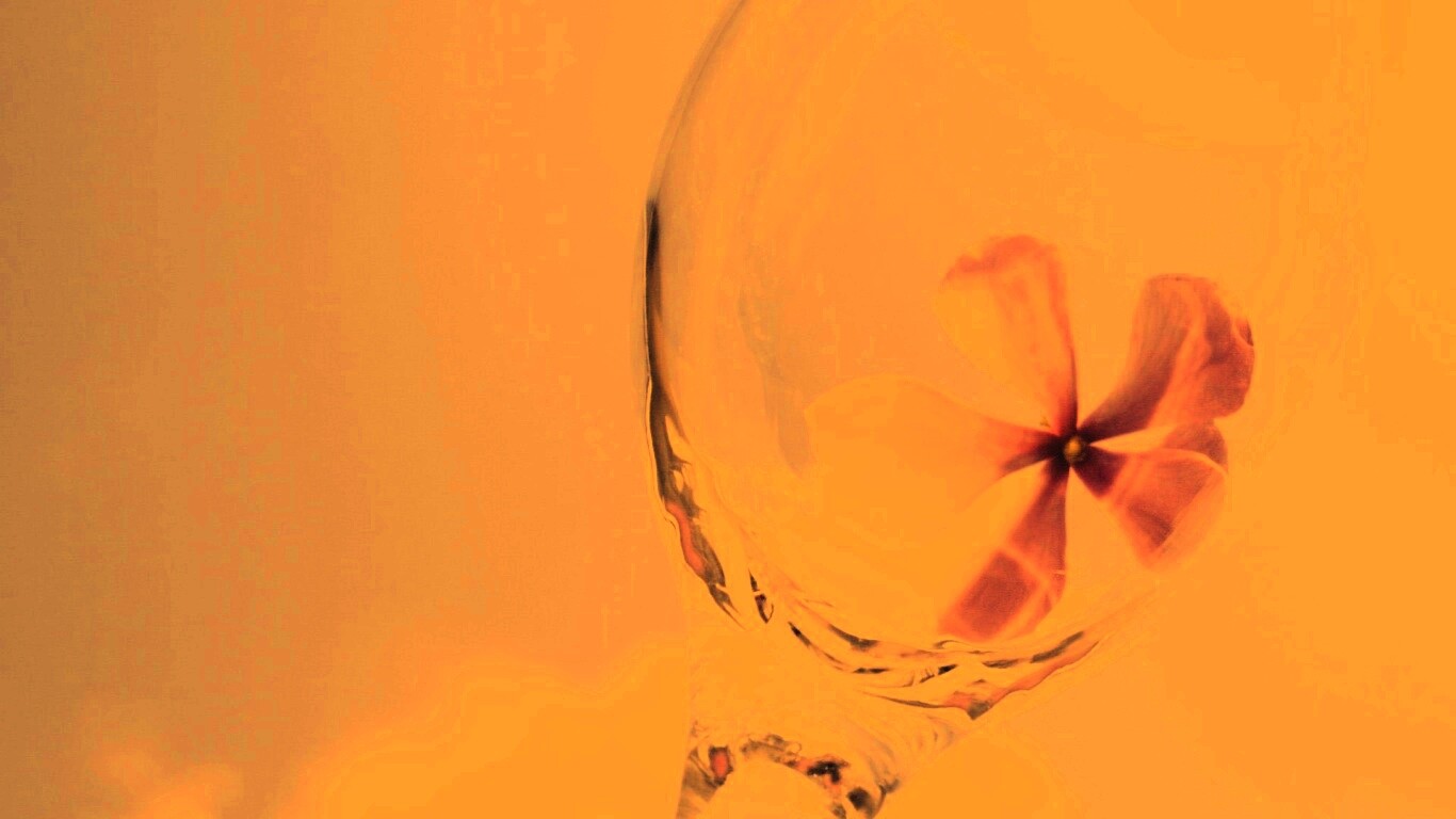 Нежный цветок в бокале на фоне голубого неба обои