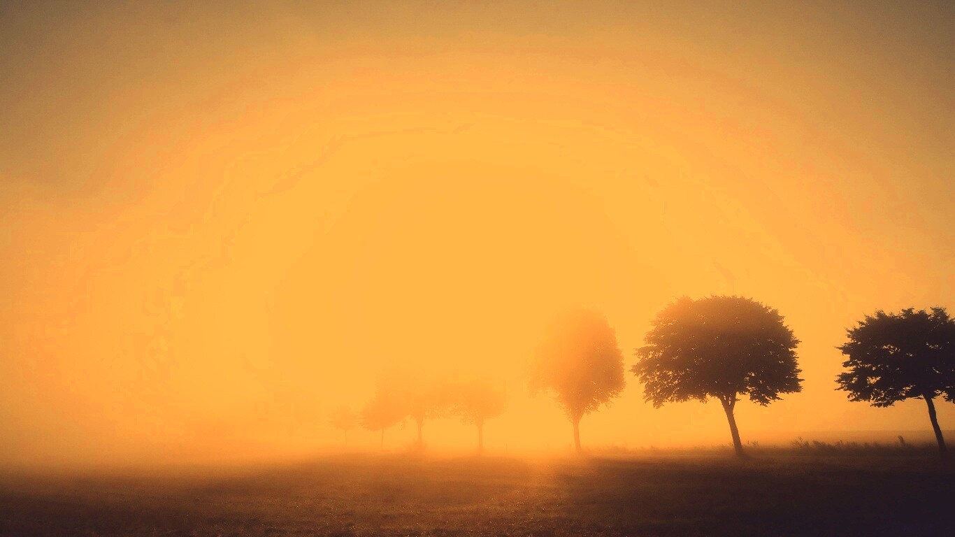 Деревья в поле обои