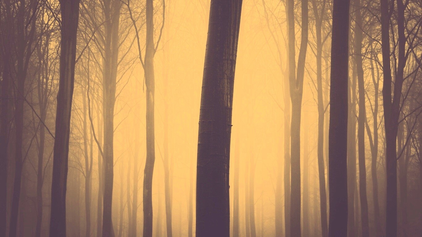 Туман в лесу обои