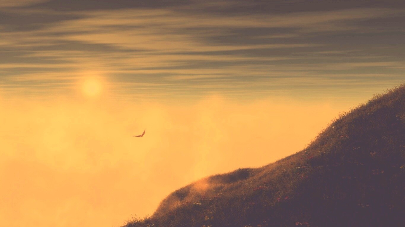 Птица парит над туманом обои