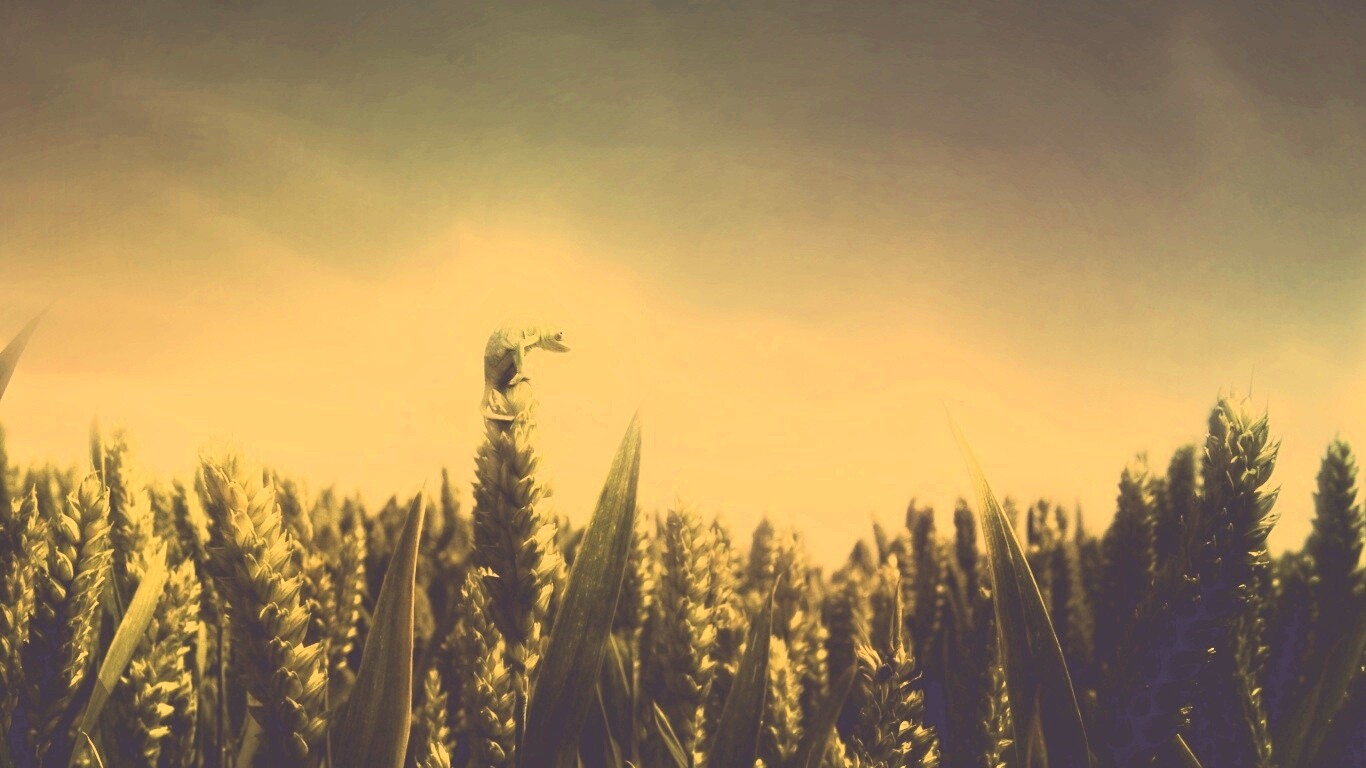 Маленький хамелеон на травинке обои