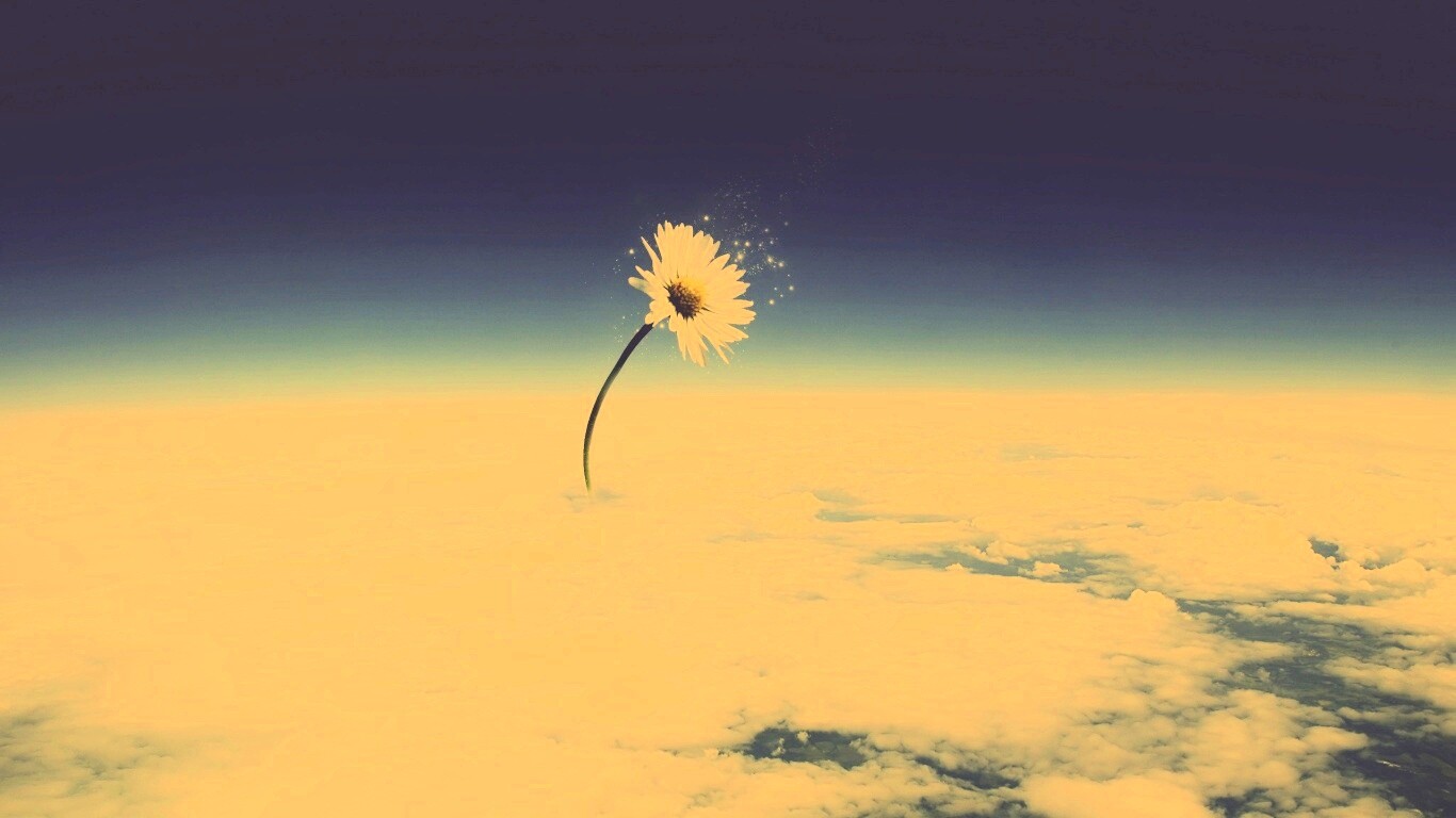 Ромашка в стратосфере обои