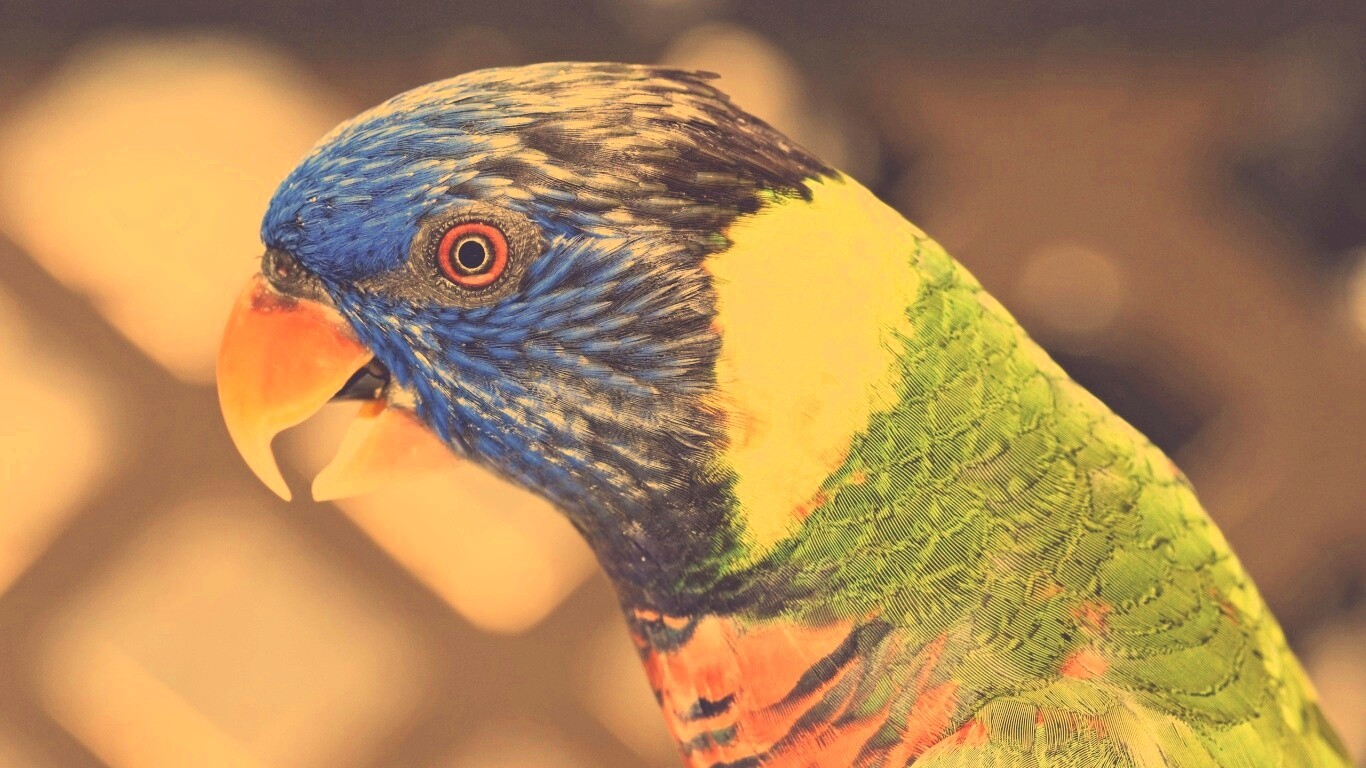 Красноглазйы попугай обои
