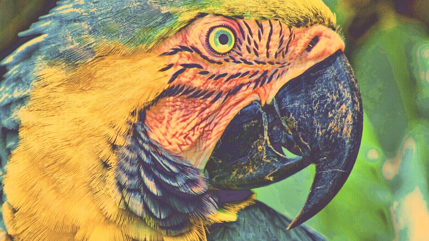 Попугай обои