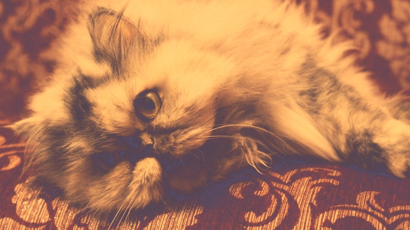 Ленивый перс обои