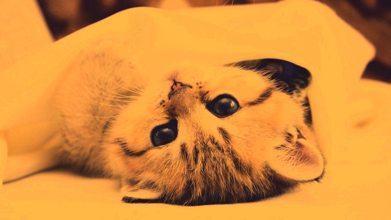 Котёнок вверх ногами обои