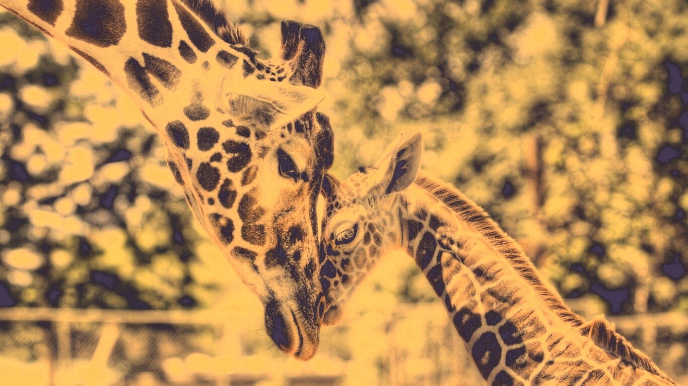 Жирафа и жирафёнок обои