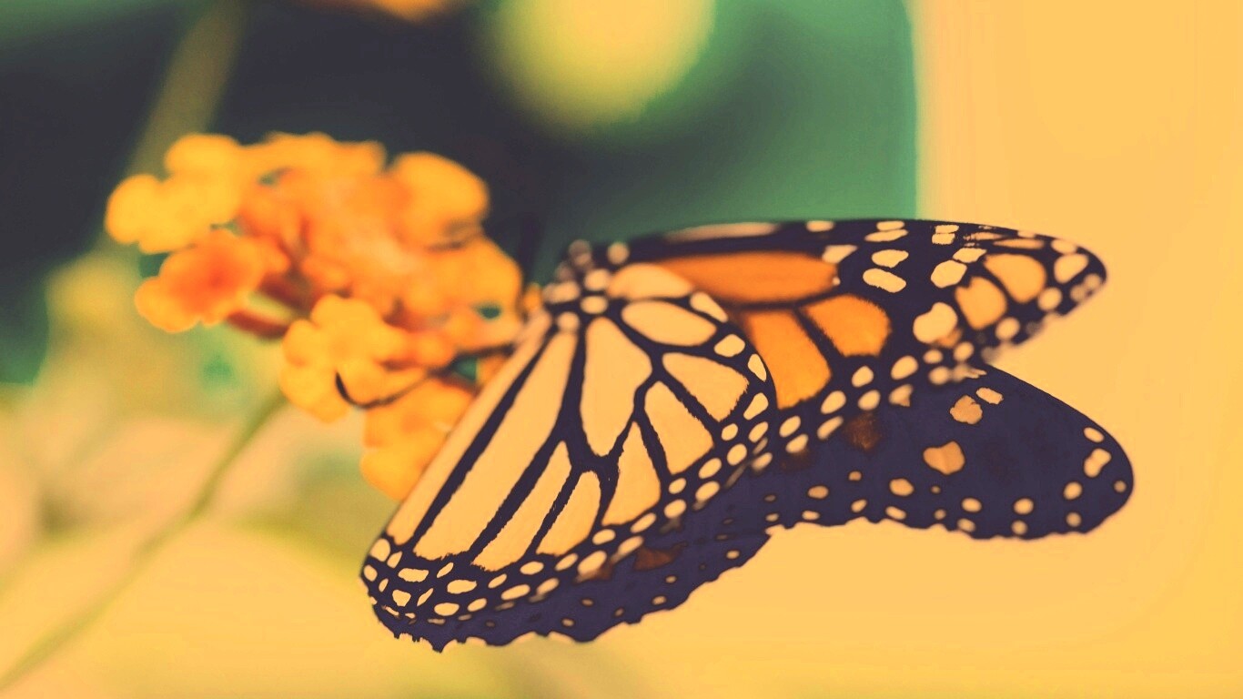 Бабочка на цветке в макро обои