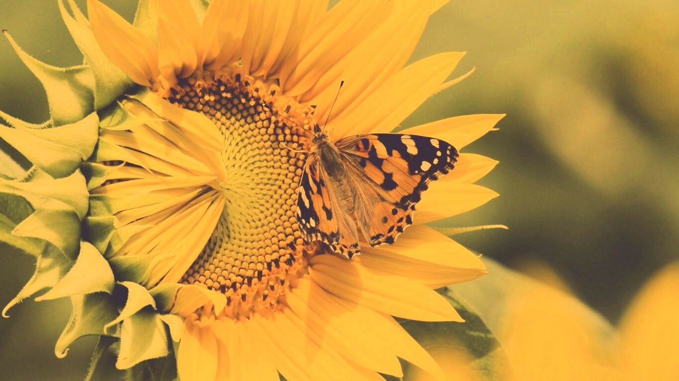 Бабочка на подсолнухе обои