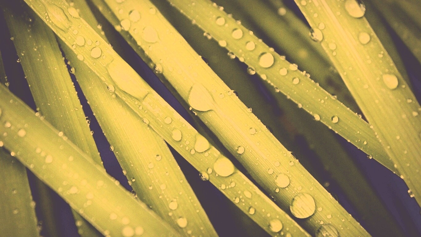 Капли на траве обои