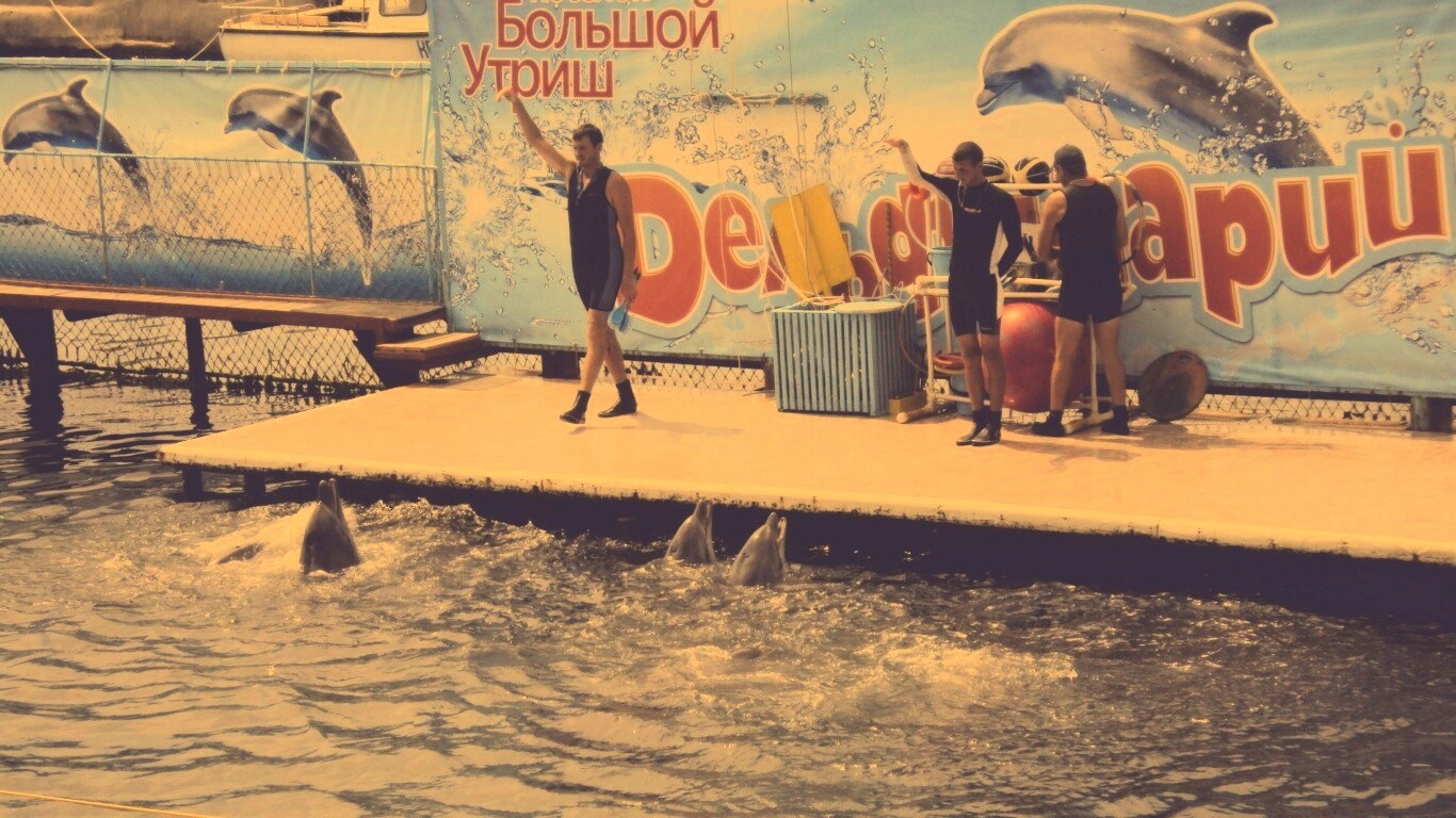 Утро в дельфинарии обои