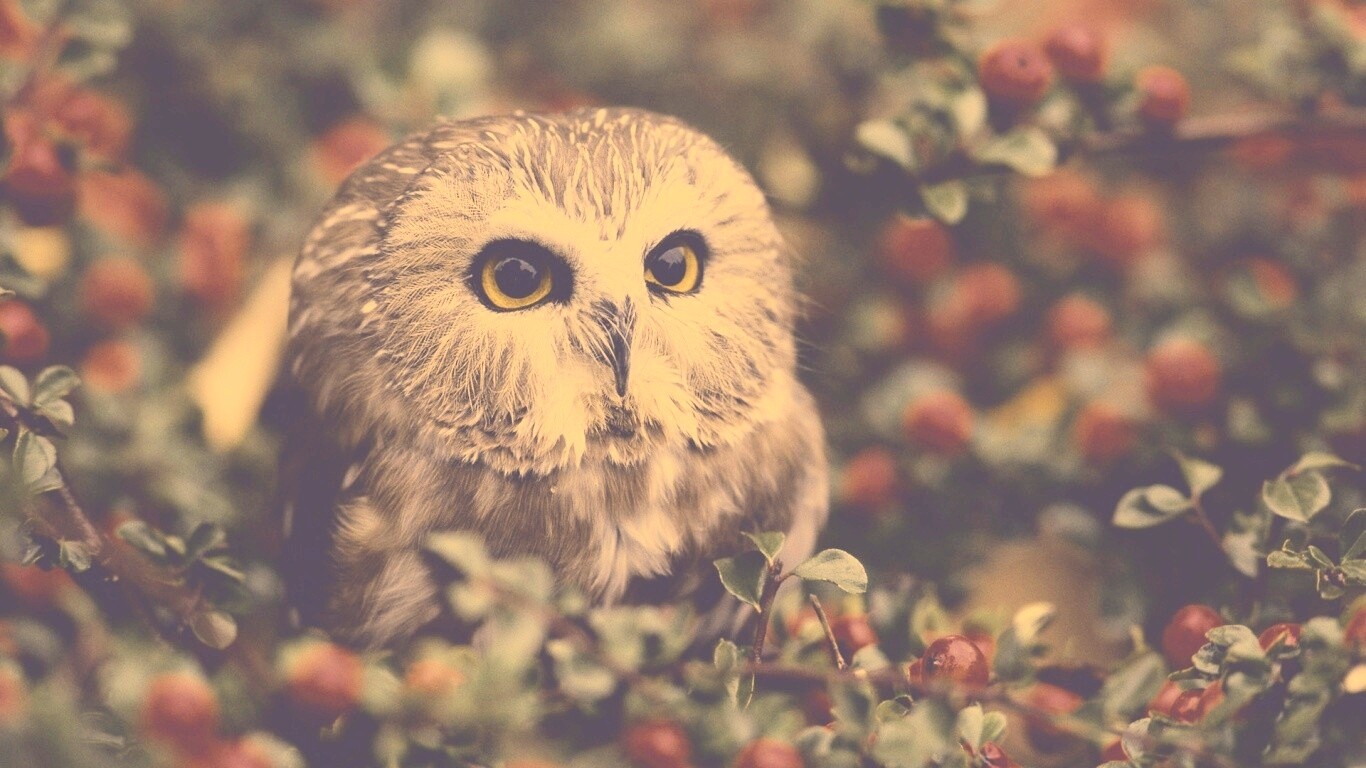 Маленькая сова в ягодах обои