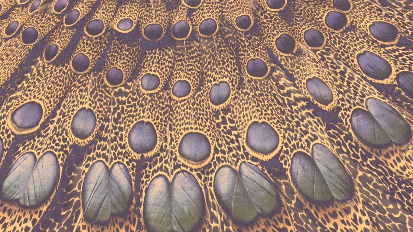 Хвост павлина обои