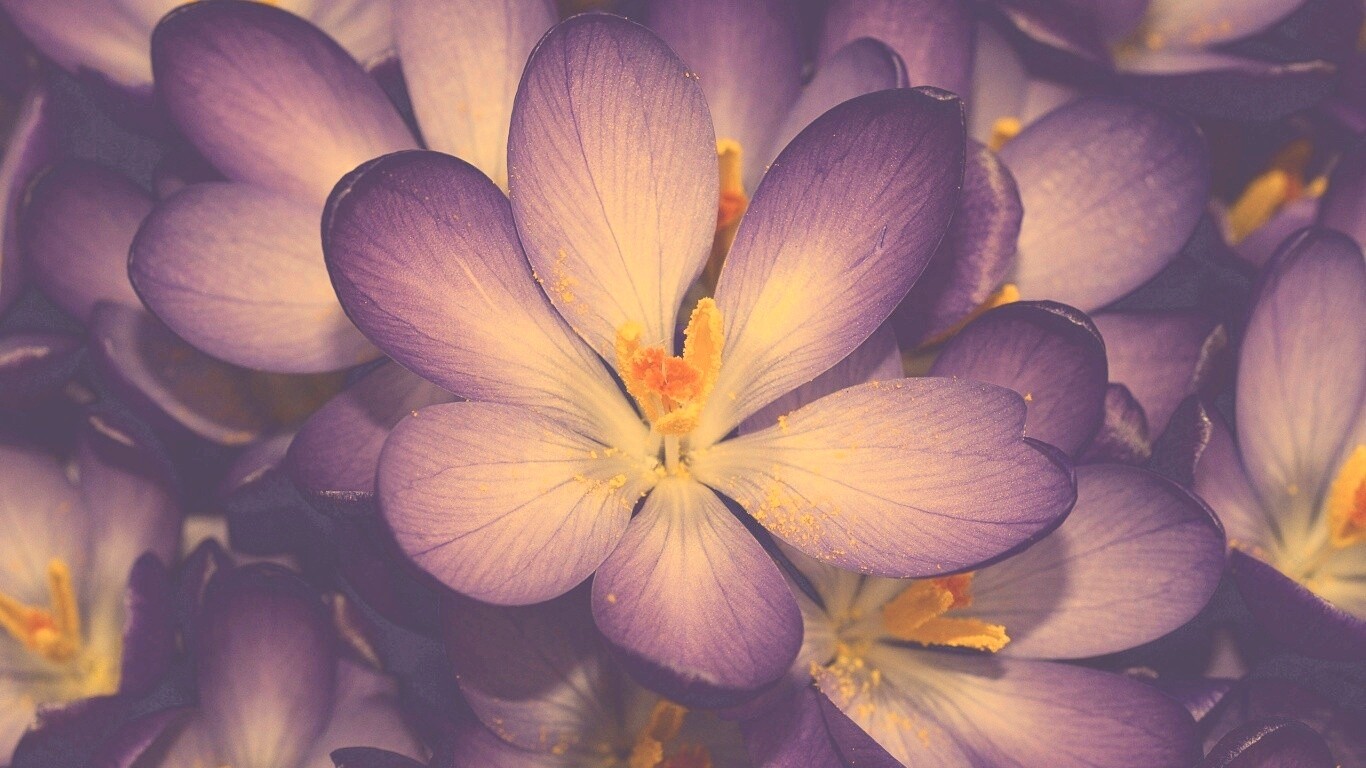 Сиреневый цветок обои