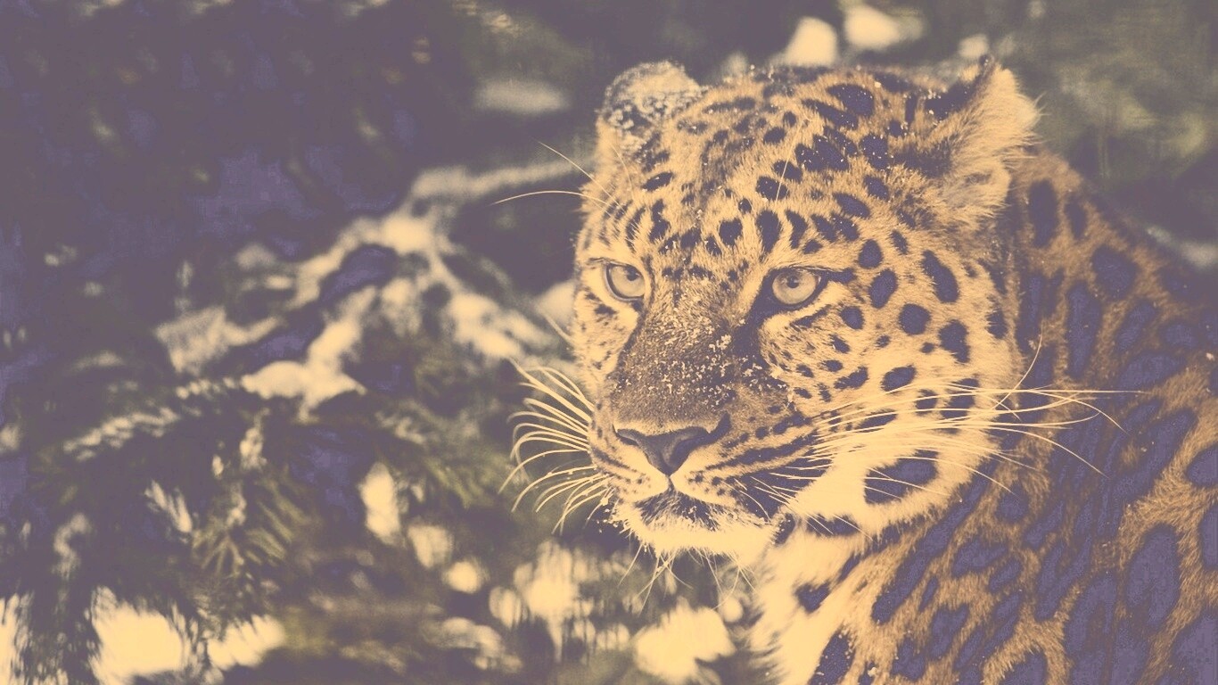 Леопард у заснеженной ели обои