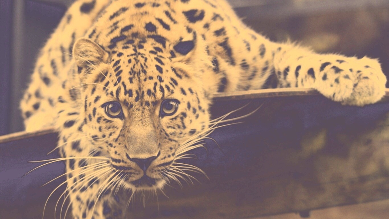 Леопард в зоопарке обои