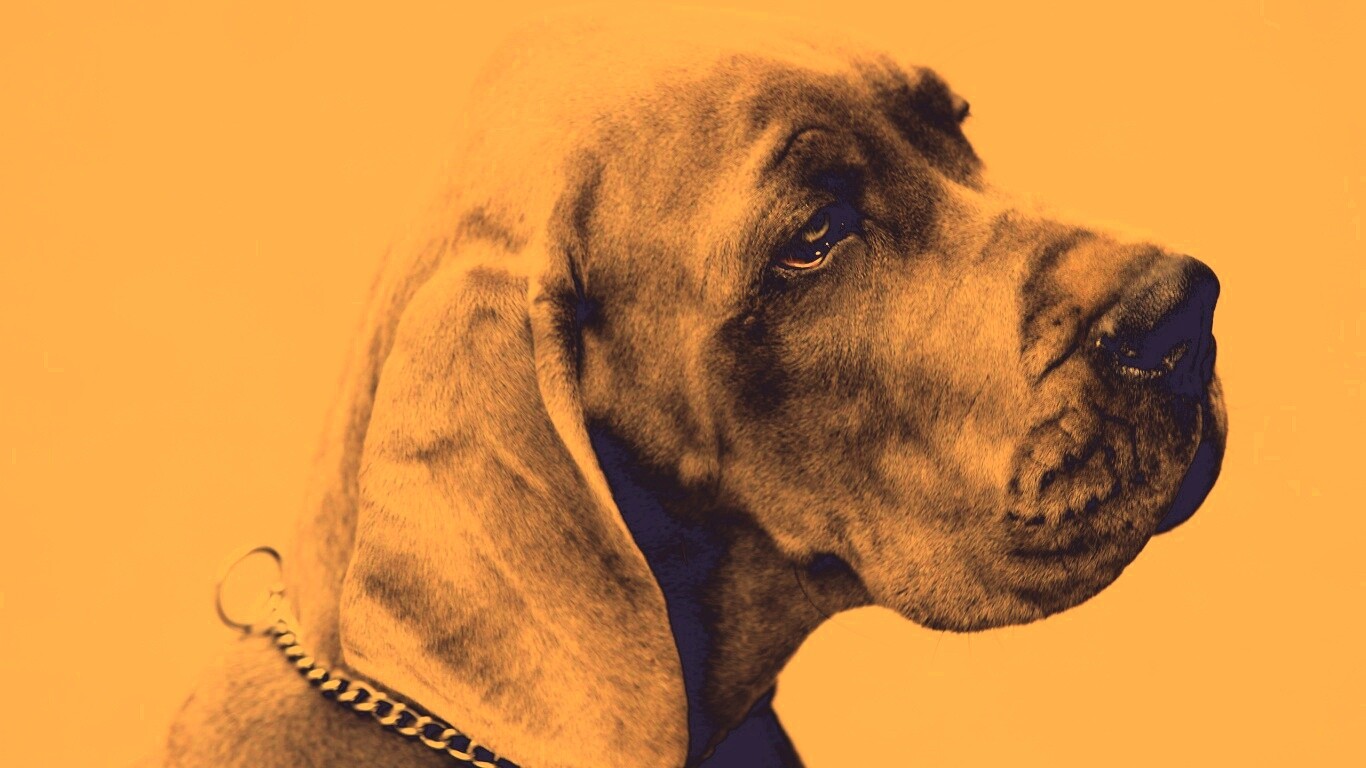 Грустная собака обои