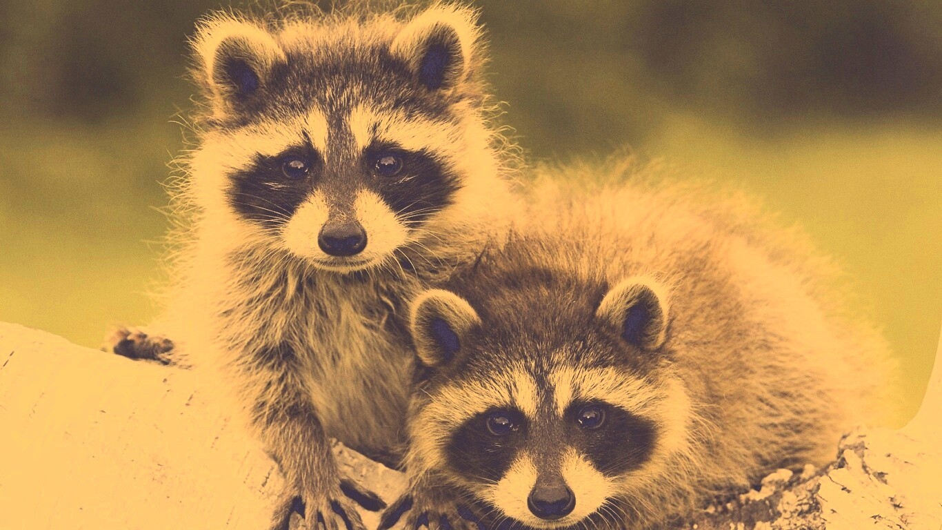 Полосатики обои