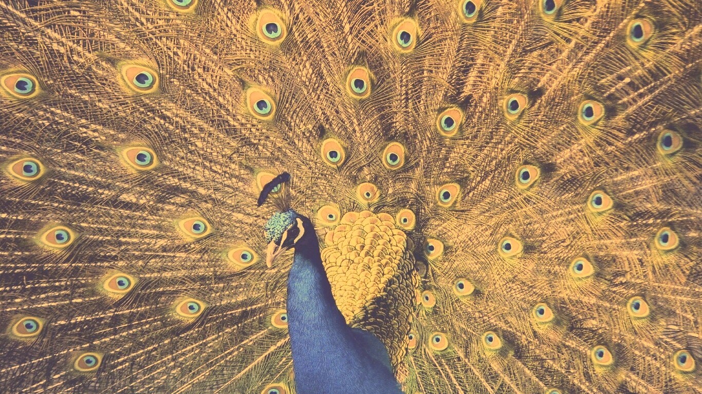 Павлин, говоришь... обои