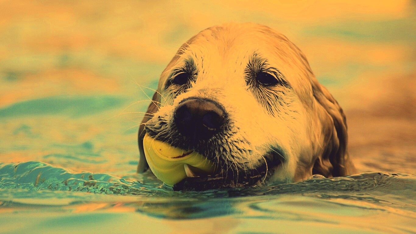 Пёс с игрушкой в зубах обои