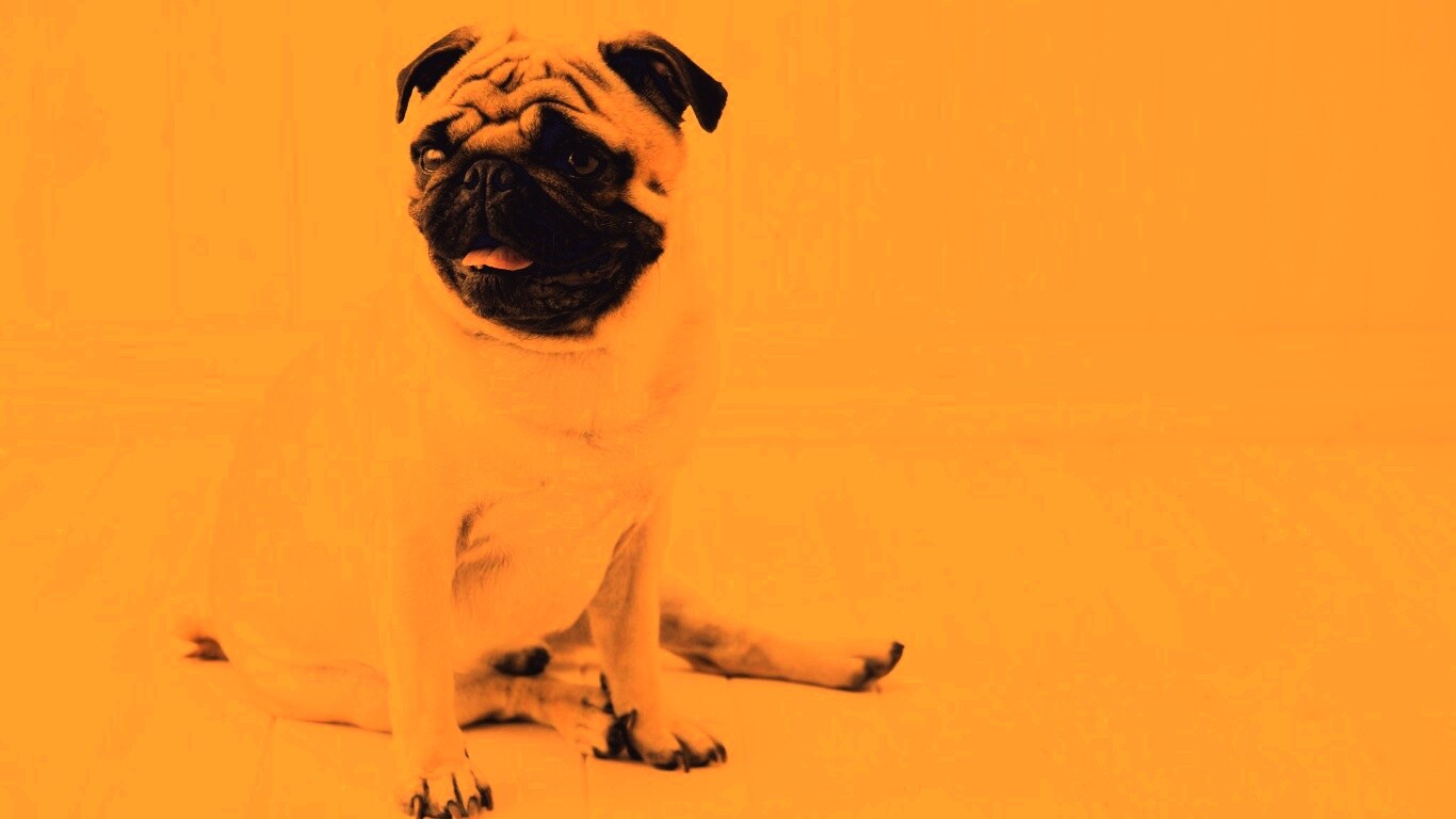 Симпатичный мопс на полу обои
