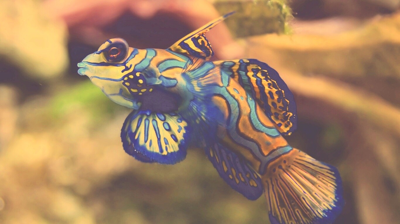 Разноцветная рыбка обои