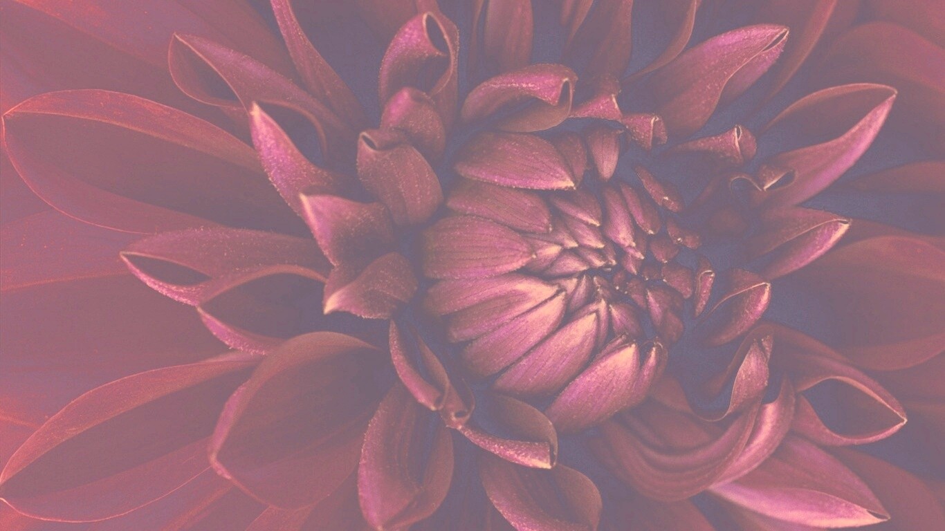 Цветок обои