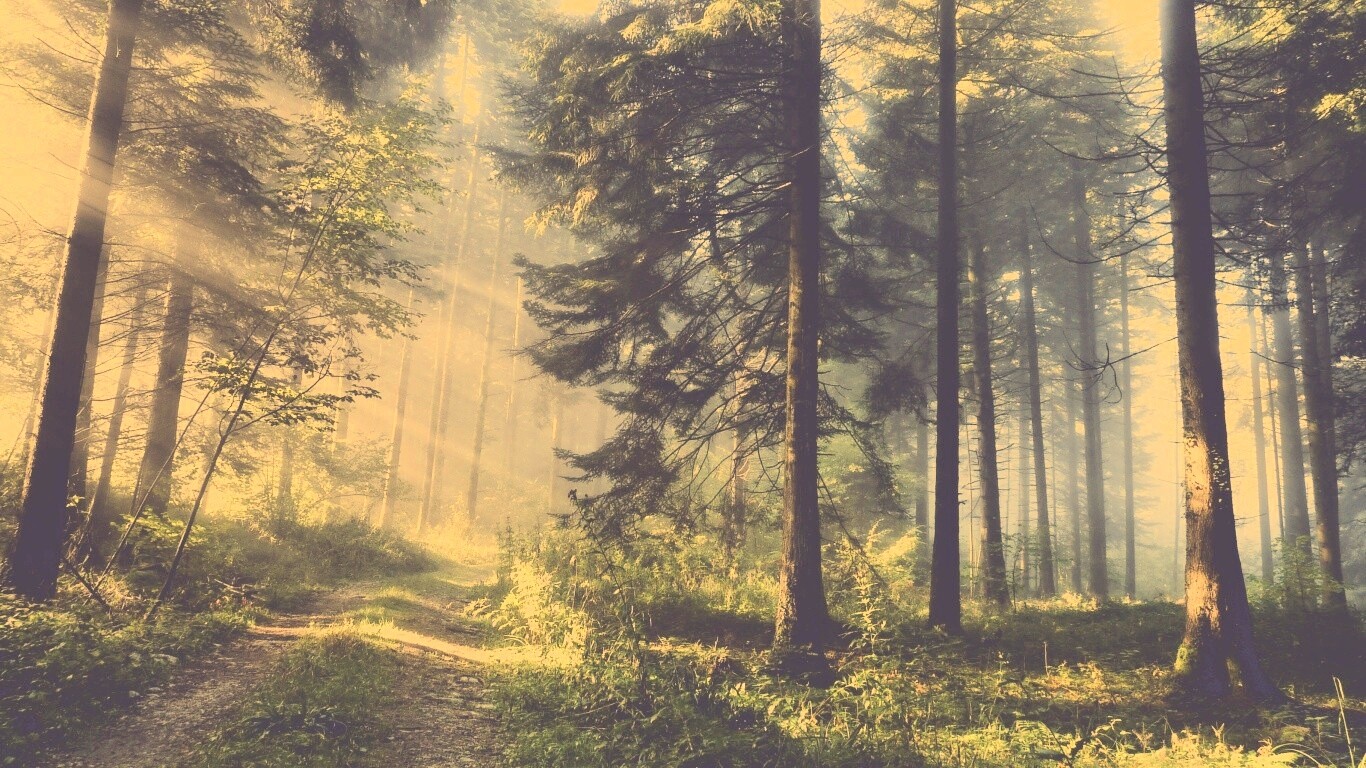 Тропа в лесу обои