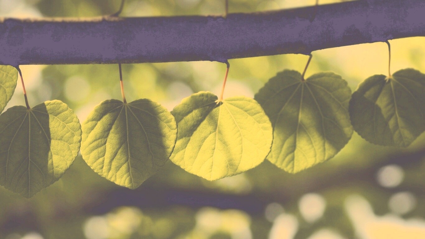 Ветка с зелеными листочками обои