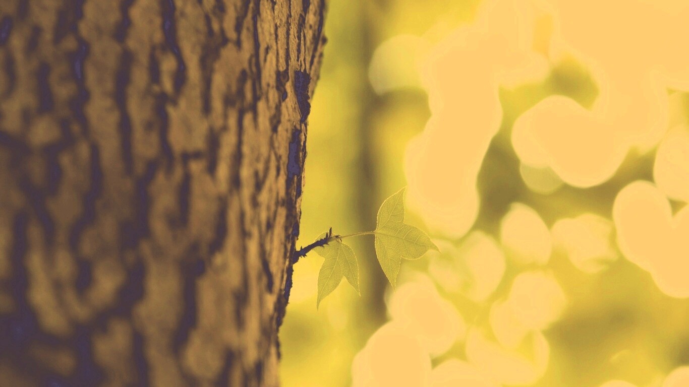 Листок на стволе дерева обои