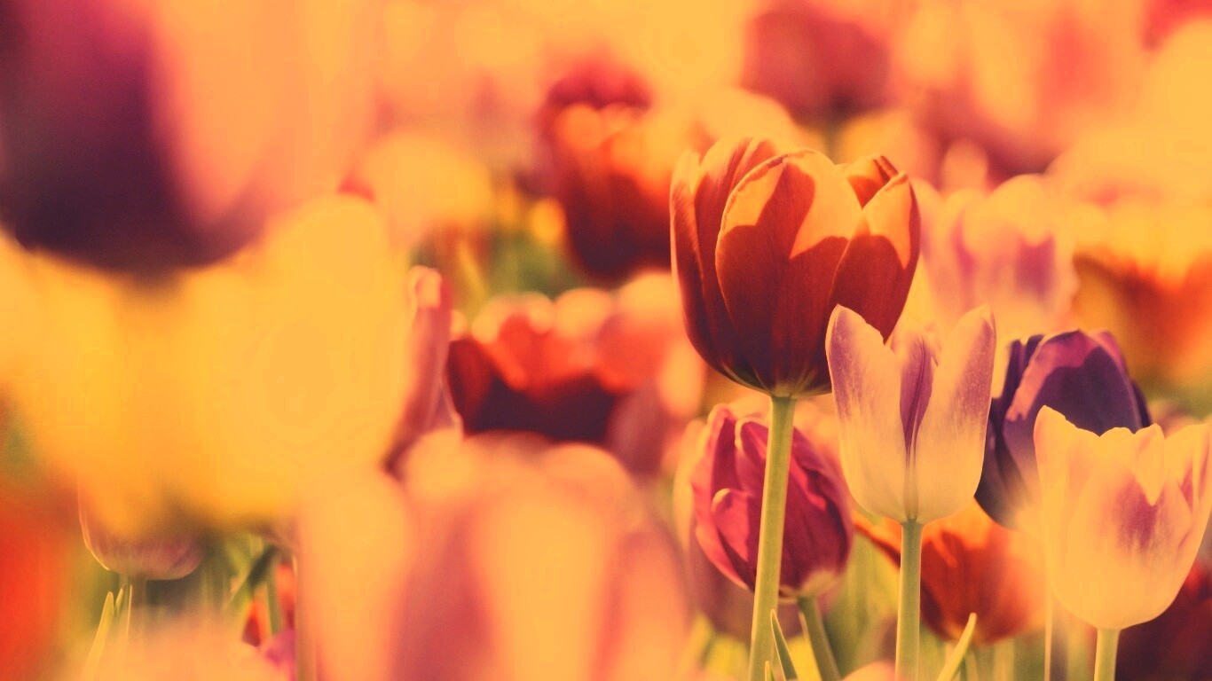 Красивые тюльпаны обои