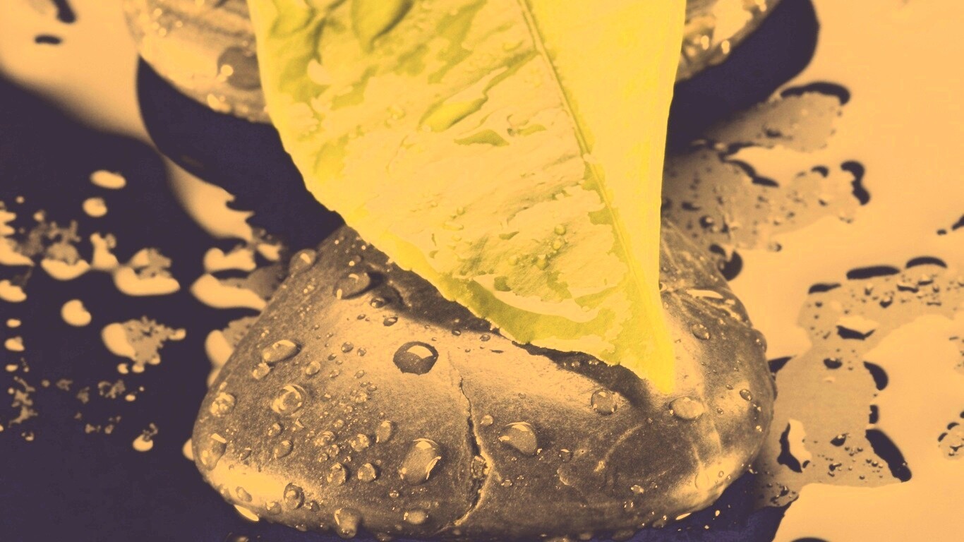 Зеленый лист на черных камнях обои