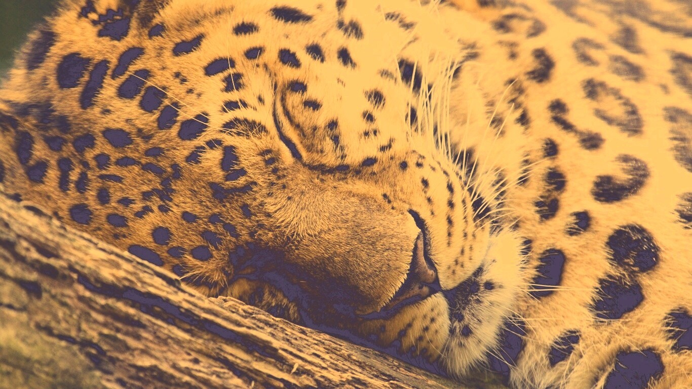 Спящий хищник обои