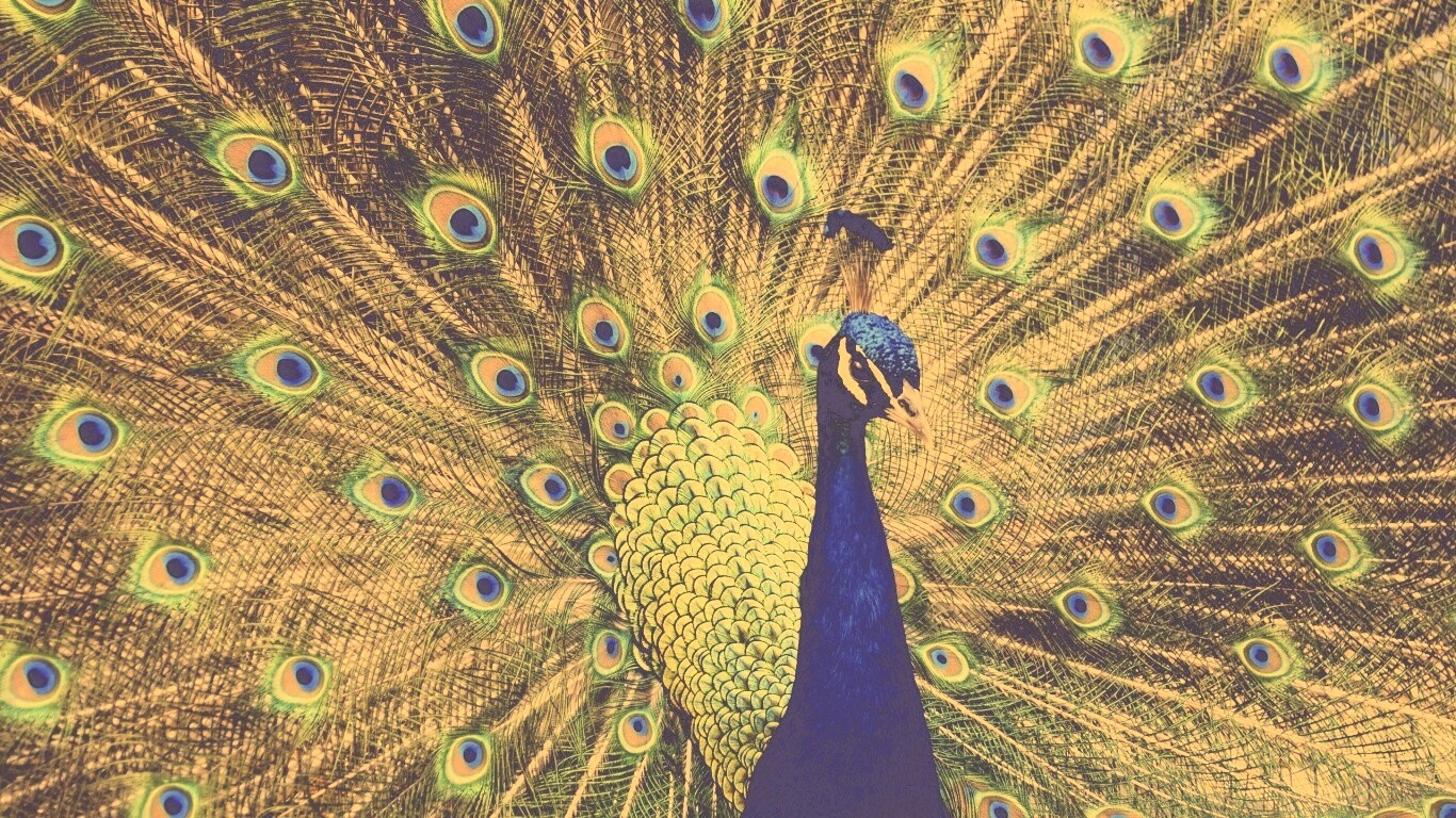 Красивый павлин обои