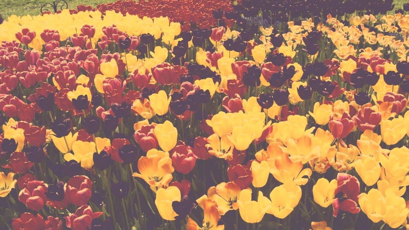 Поле тюльпанов обои