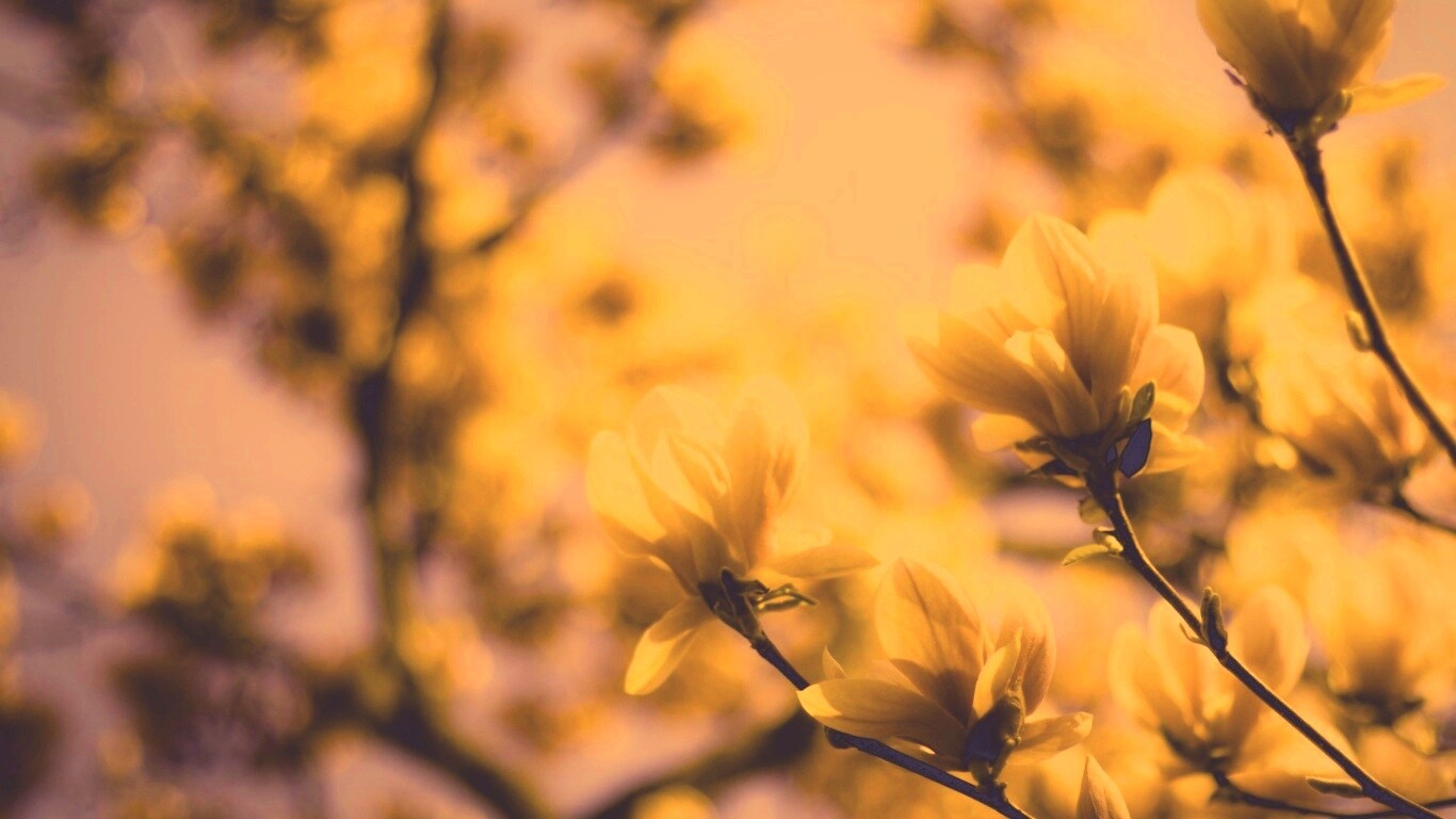 Желтые цветы распустились обои