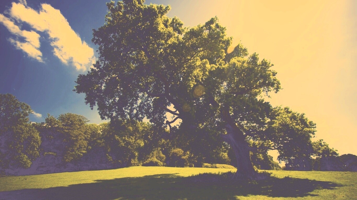 Большое зеленое дерево на лужайке обои