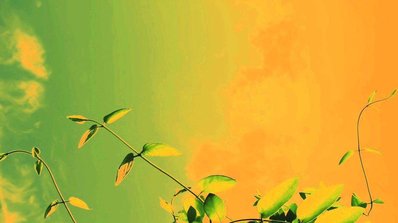 Зеленые ветви на фоне голубого неба обои