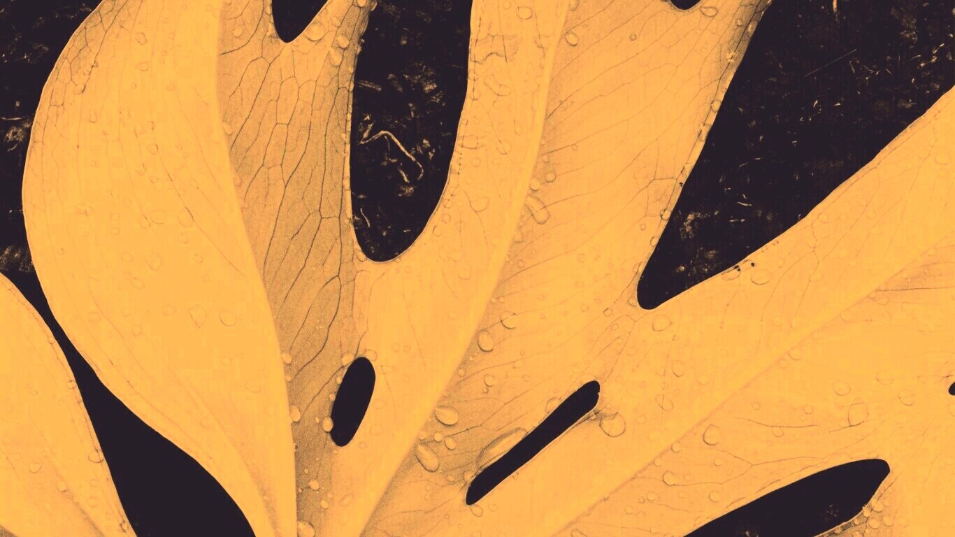 Белый лист обои