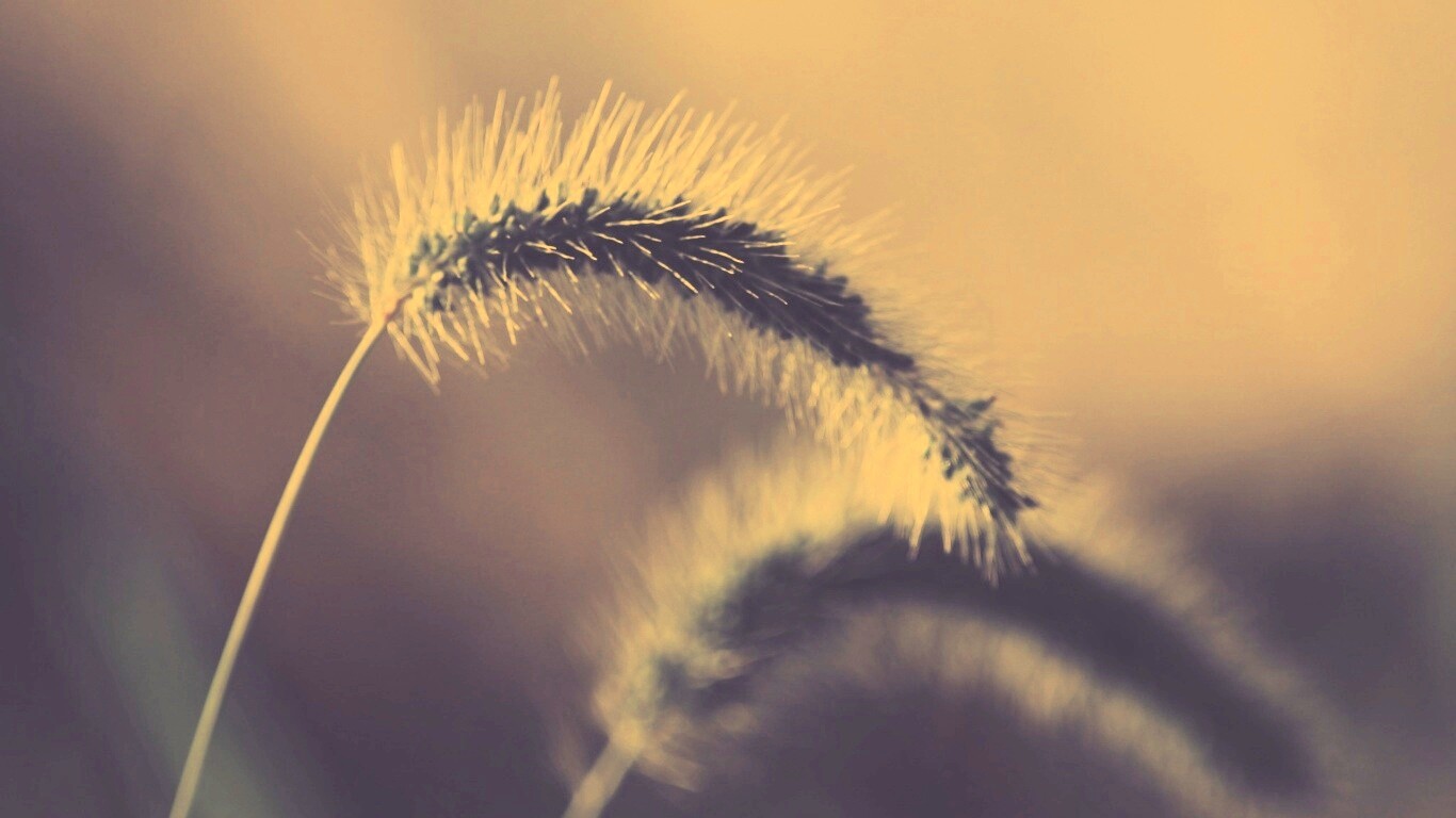 Травинка обои