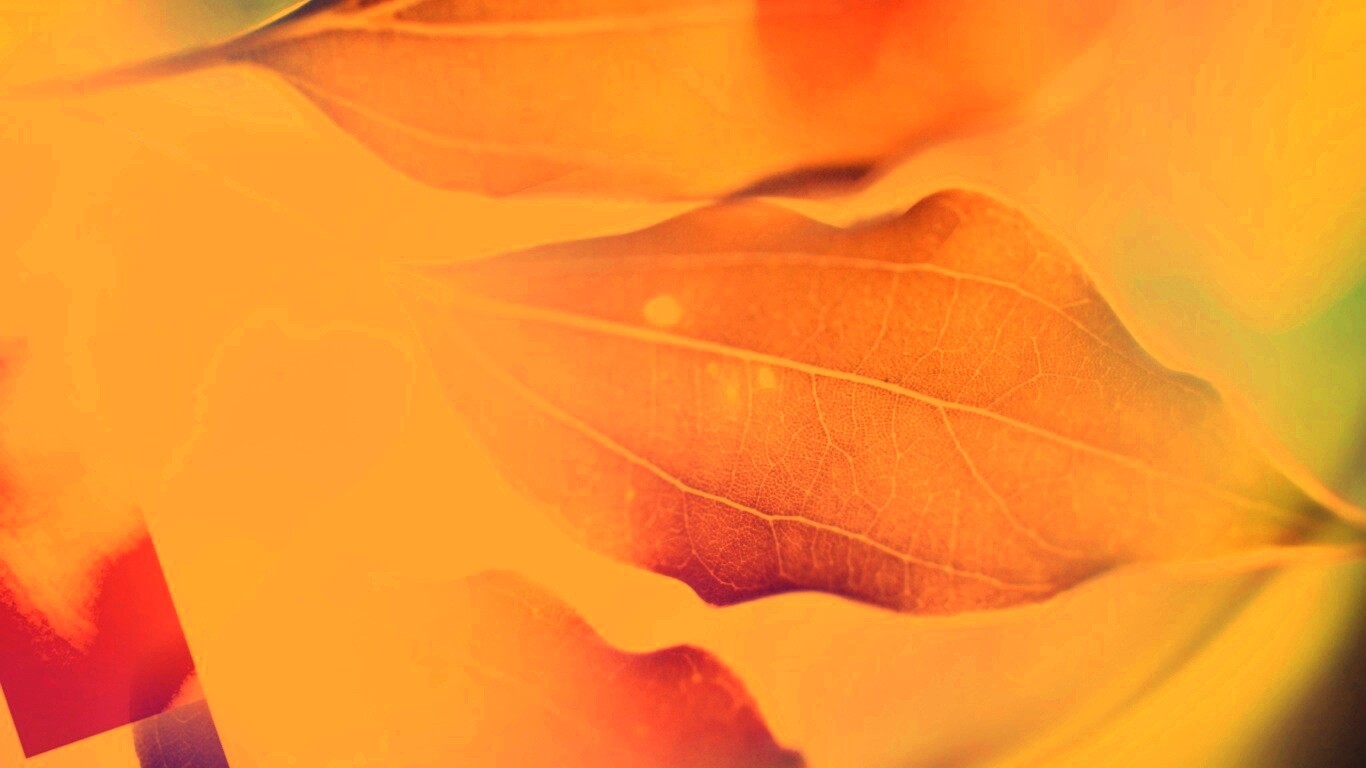 Радужные листья обои