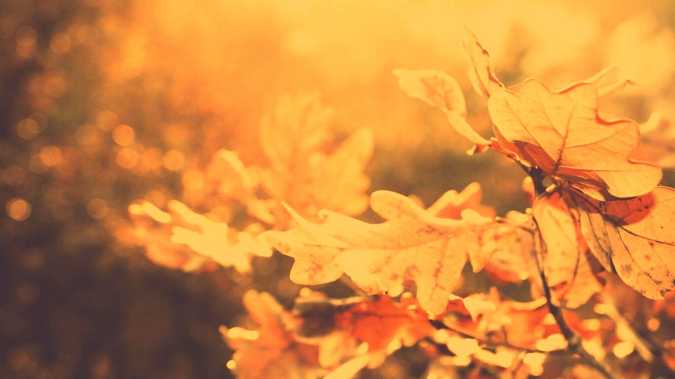 Дубовые листья обои