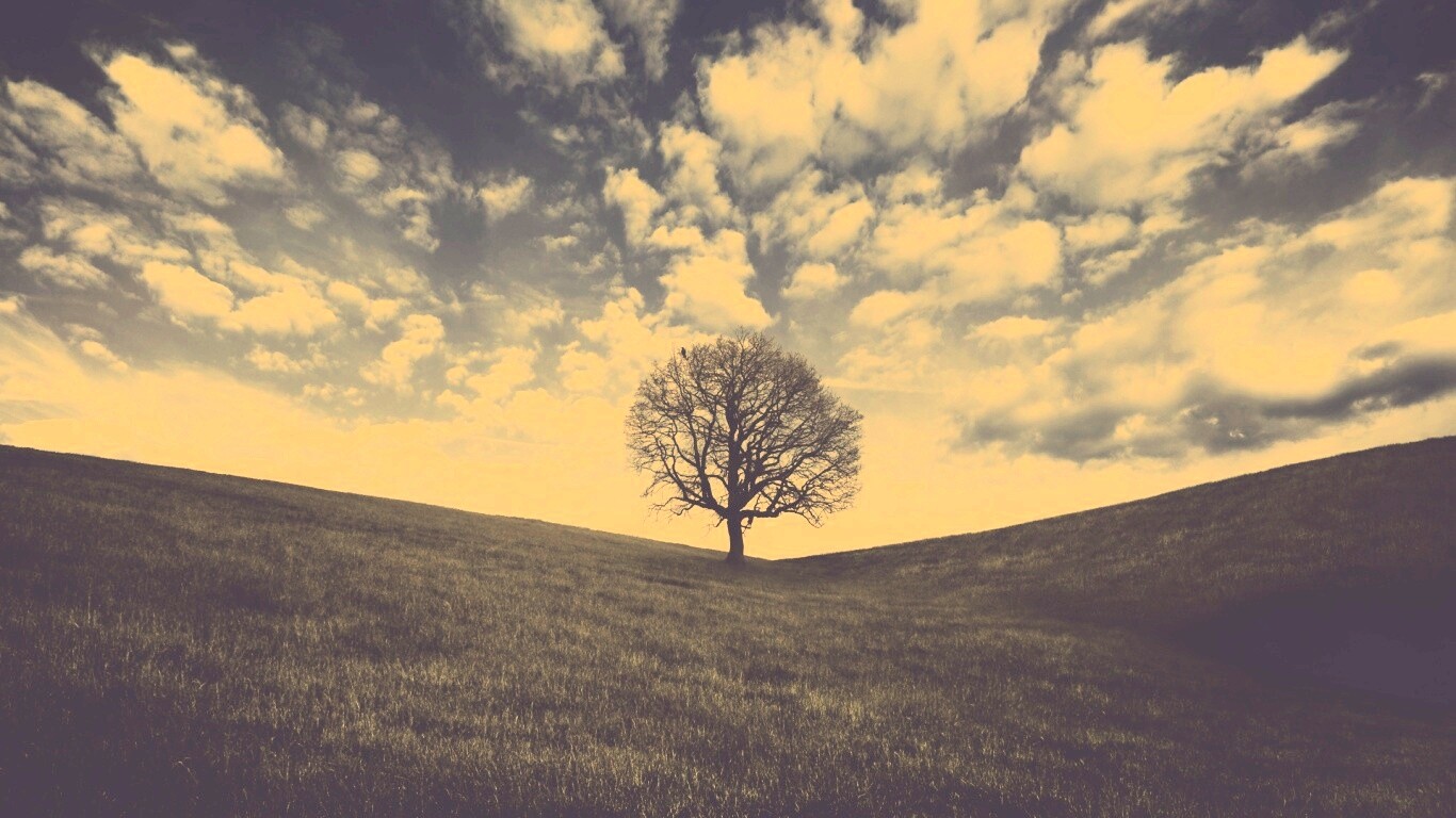 Холм одинокого дуба обои