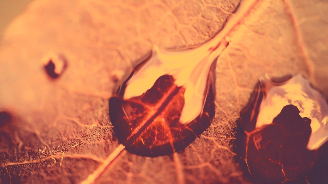 Две капли на красном листке обои