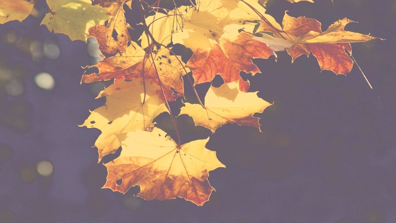 Колоритные осенние листья обои