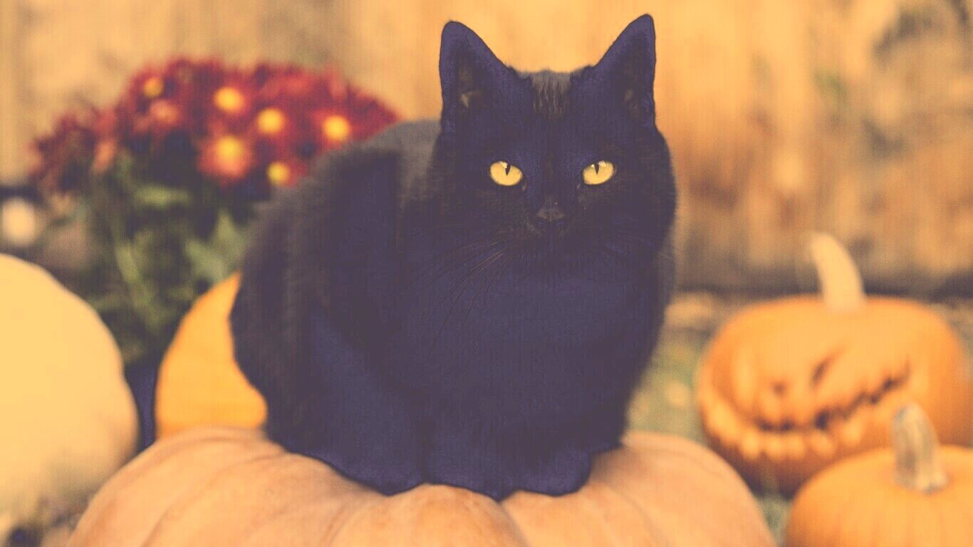 Чёрный кот на тыкве обои