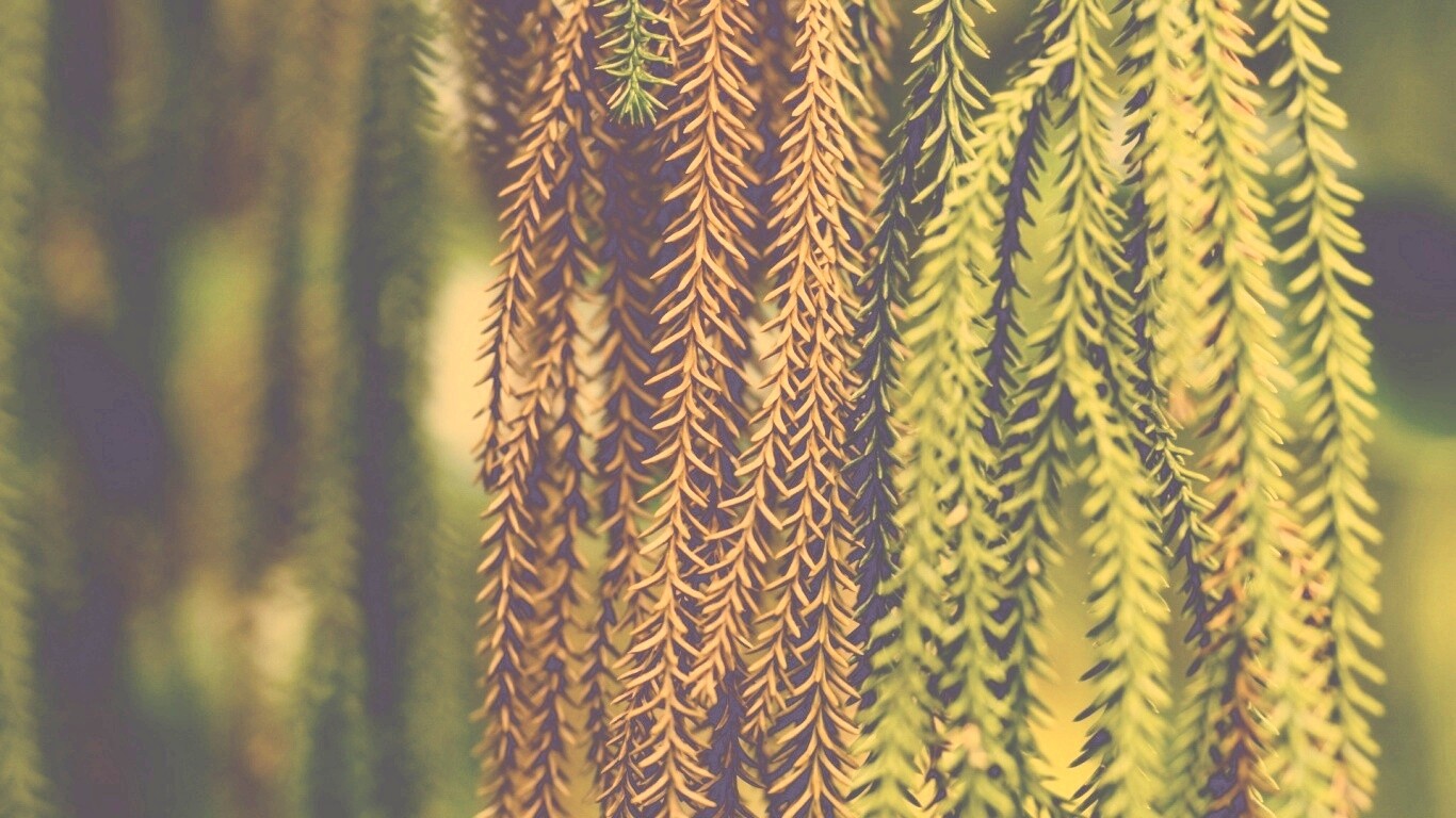 Зеленые колючки обои