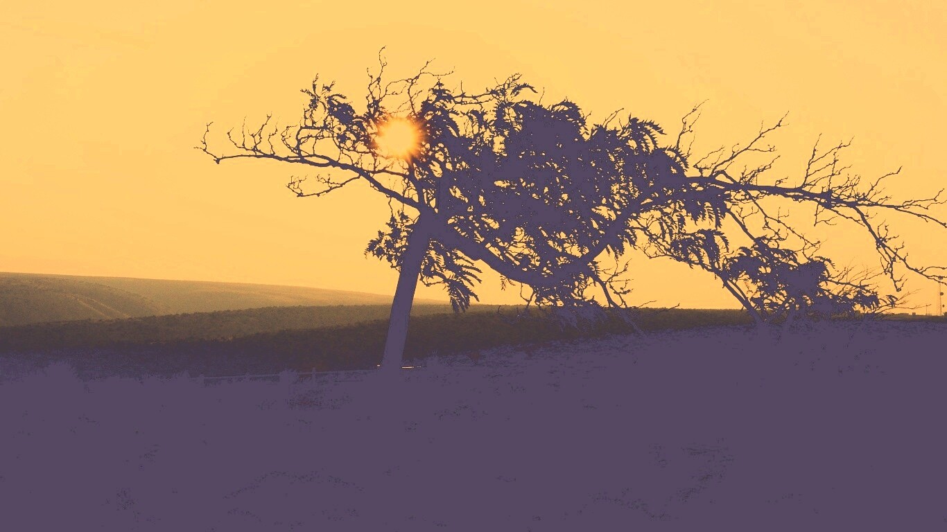 Дерево на закате обои